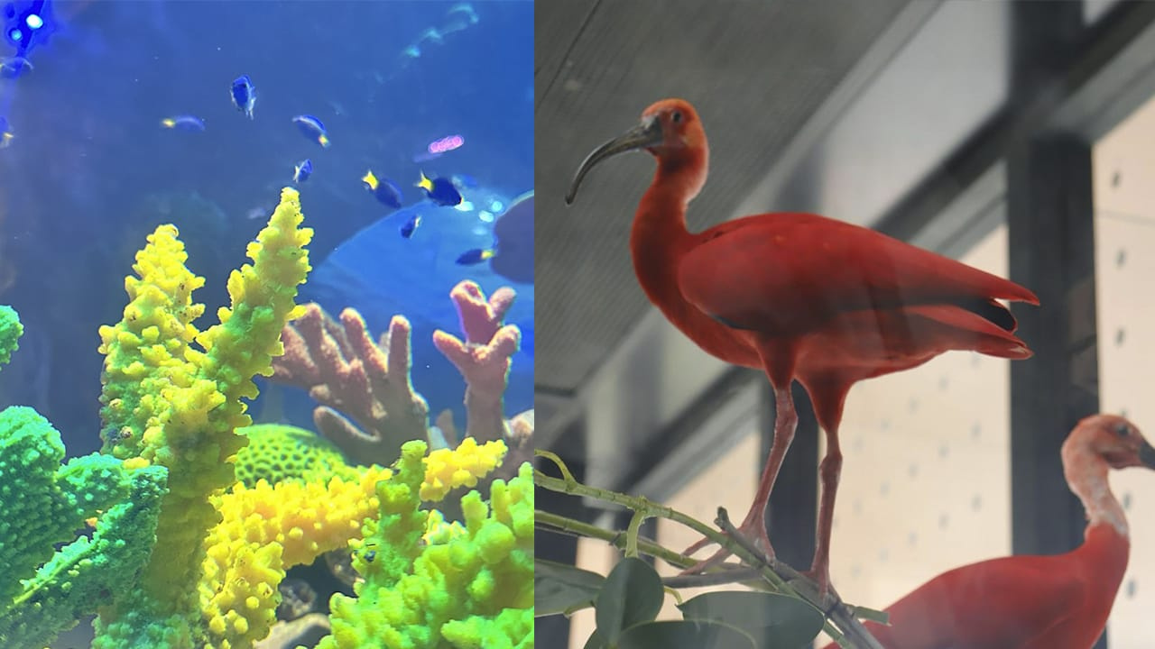Oceanic Aquarium,Balneario Camboriú,Balneario,camboriu,refice,aquario