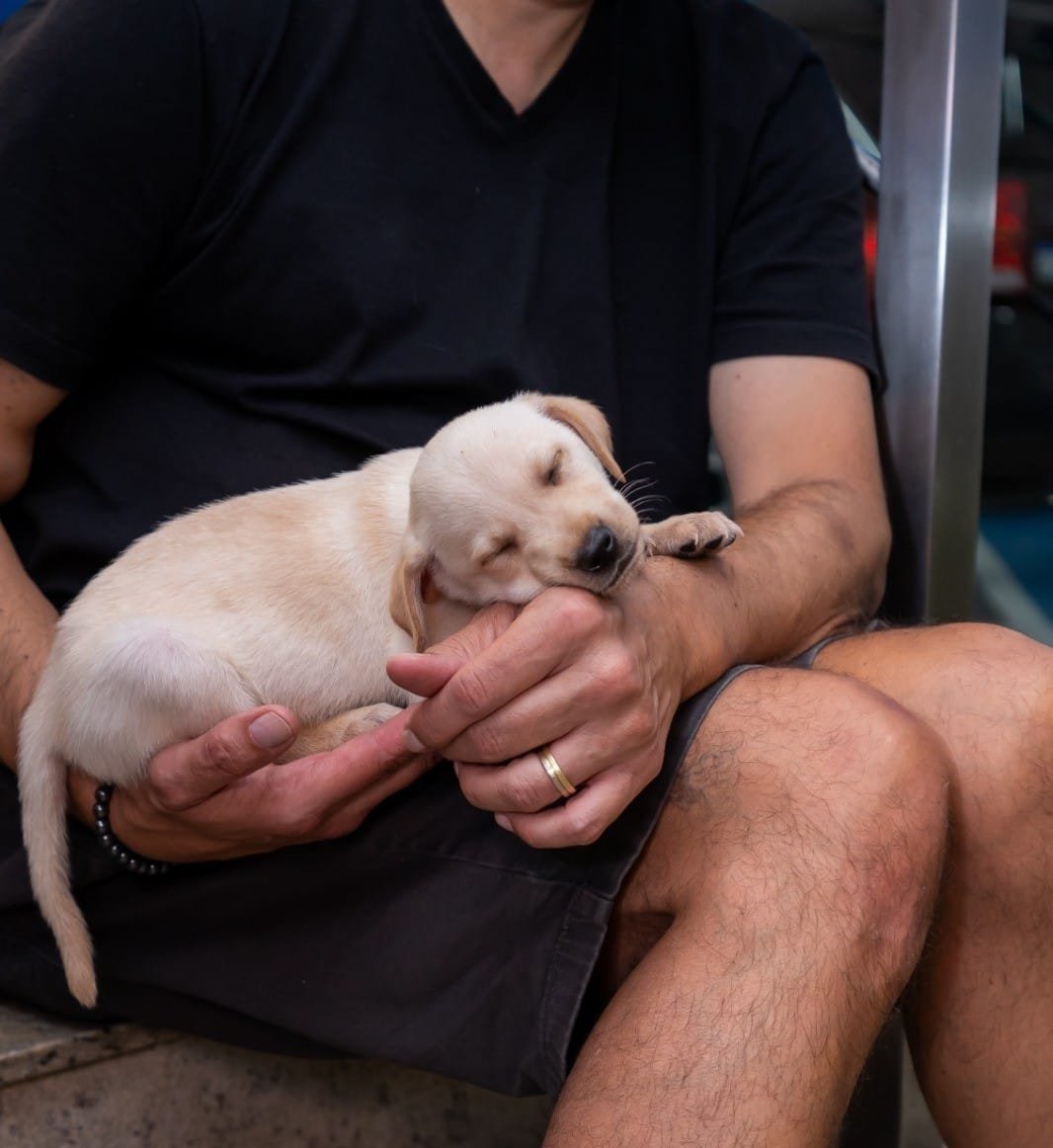 Balneário Shopping,pet friendly,bem-estar animal,adoção responsável,ONG Defesa Animal,filhotes