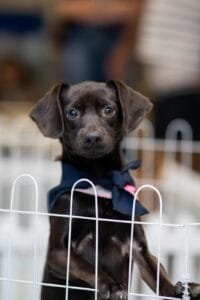 Balneário Shopping,pet friendly,bem-estar animal,adoção responsável,ONG Defesa Animal,filhotes