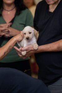 Balneário Shopping,pet friendly,bem-estar animal,adoção responsável,ONG Defesa Animal,filhotes