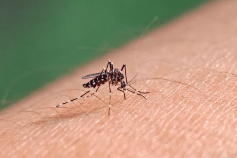 Departamento de Vigilância Epidemiológica,Secretaria da Saúde,Balneário Camboriú,Aedes aegypti,boletim epidemiológico