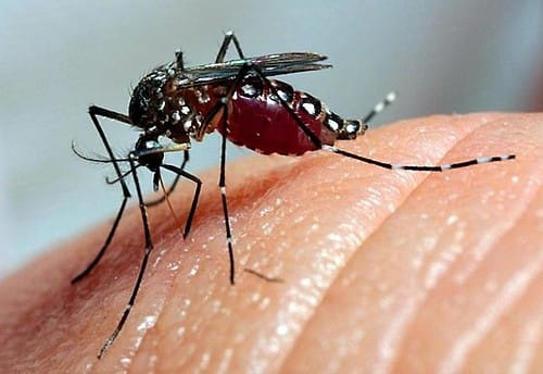 Laboratório Central de Saúde Pública de Santa Catarina,Balneário Camboriú,bairro das Nações,Hospital do Coração,Aedes aegypti,dengue