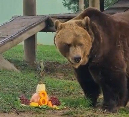 bolo de frutas,Enriquecimento Ambiental,urso pardo,Bioparque Zoo Pomerode,circo,mamífero,Zoológico de Piracicaba