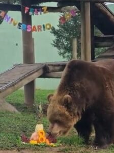 bolo de frutas,Enriquecimento Ambiental,urso pardo,Bioparque Zoo Pomerode,circo,mamífero,Zoológico de Piracicaba