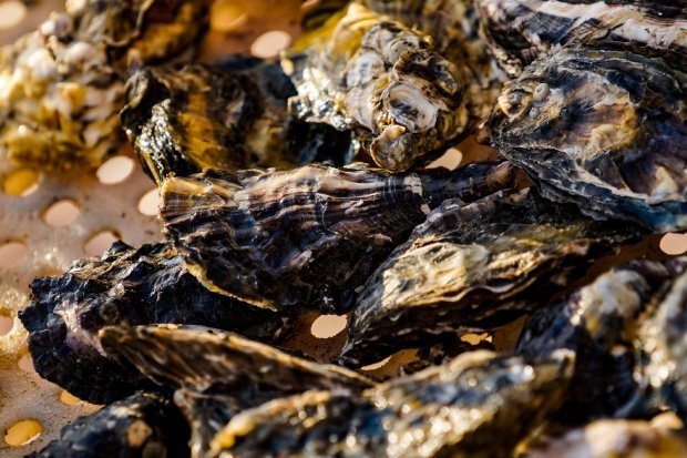 comercialização,moluscos bivalves,ostras vieiras,mexilhões e berbigões,ácido ocadaico,Cidasc,Secretaria de Estado da Agricultura e Pecuária,Companhia Integrada de Desenvolvimento Agrícola de Santa Catarina,ficotoxinas,gastrointestinais,náuseas,dores abdominais,vômitos,diarreia