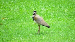 Parque Raimundo Malta é berçário de aves na primavera