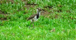 Parque Raimundo Malta é berçário de aves na primavera
