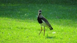 Parque Raimundo Malta é berçário de aves na primavera