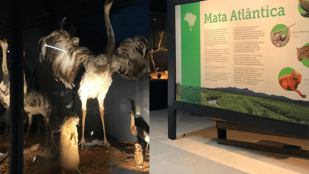 Museu de Antropologia e Ciências Naturais,Zoo BC,exposição,taxidermia,meio ambiente,Lei de Incentivo à Cultura,Balneário Camboriú,expografia,paineis informativos,espécies,animais,conservação,taxidermizados,museus de história natural,taxidermia artística,comunicação,educação,fauna,biologia,comportamento,Santa Catarina,patrimônio cultural,patrimônio natural,artes,ciências