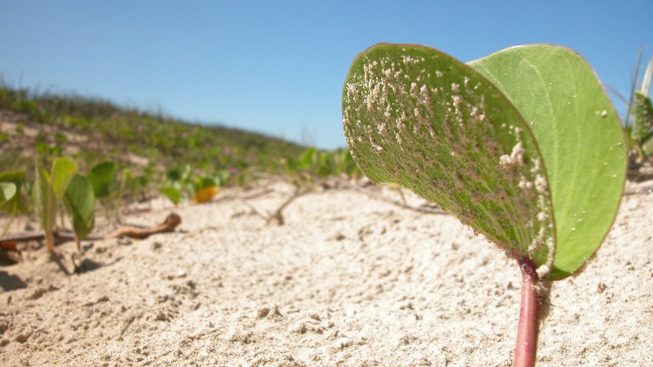 mudanças climáticas,preservação ambiental,justiça climática,mitigação,políticas públicas ambientais,enchentes