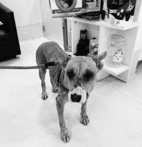 ONG Aliança com Vida promove campanha para a adoção de animais em São Paulo