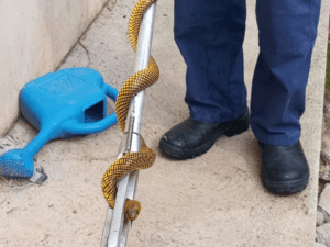 animais peçonhentos,Santa Catarina,verão,picadas de cobra,jararaca,coral-verdadeira,prevenção,primeiros socorros,CBMSC,cascavel,aranhas,escorpiões,lacraias,trilhas,assistência pré-hospitalar