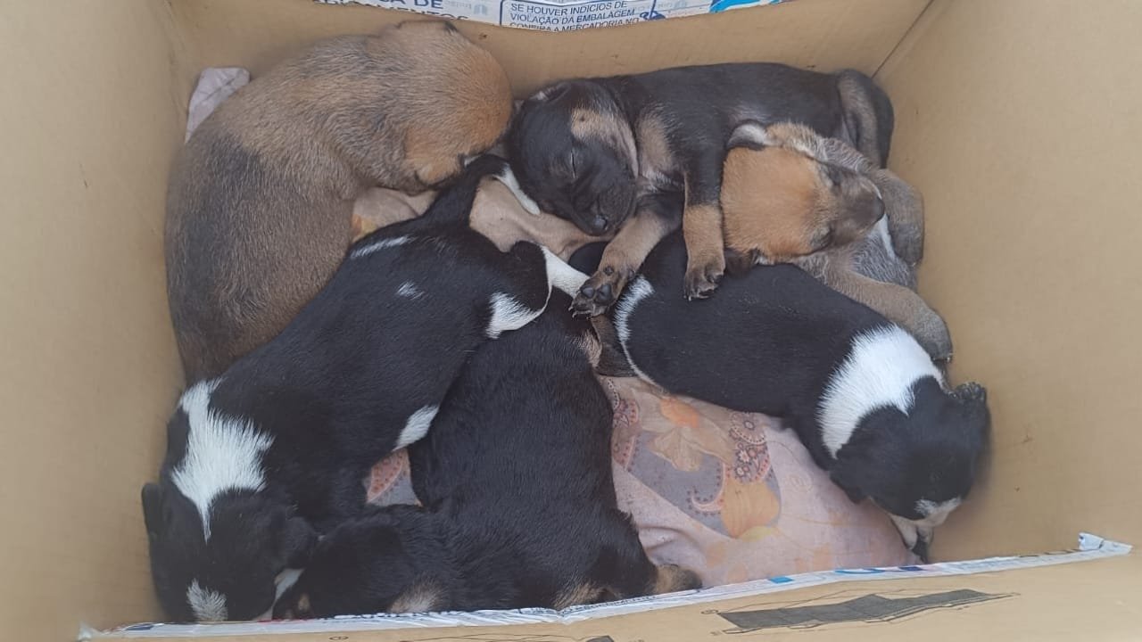 Guarda Municipal,Balneário Camboriú,ocorrências animais,maus-tratos,animais silvestres,Carnaval 2025,crime ambiental,Zoológico Cyro Gevaerd,Defesa Animal,Secretaria de Segurança,Evaldo Hoffmann,gambás,lagartos,papagaios,resgate de animais