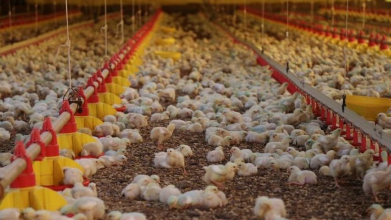 exportação de carnes,Santa Catarina,carne de frango,carne suína,recorde histórico,Jorginho Mello,Carlos Chiodini,Epagri/Cepa,mercado internacional,China,Japão