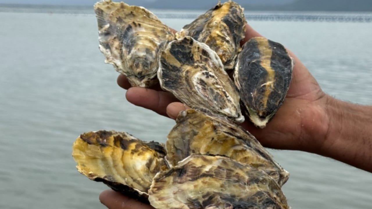 Cidasc,moluscos bivalves,Santa Catarina,segurança alimentar,ficotoxina,monitoramento,Molubis,ácido okadaico,Serviço de Inspeção Oficial,SIM,SIE,SIF