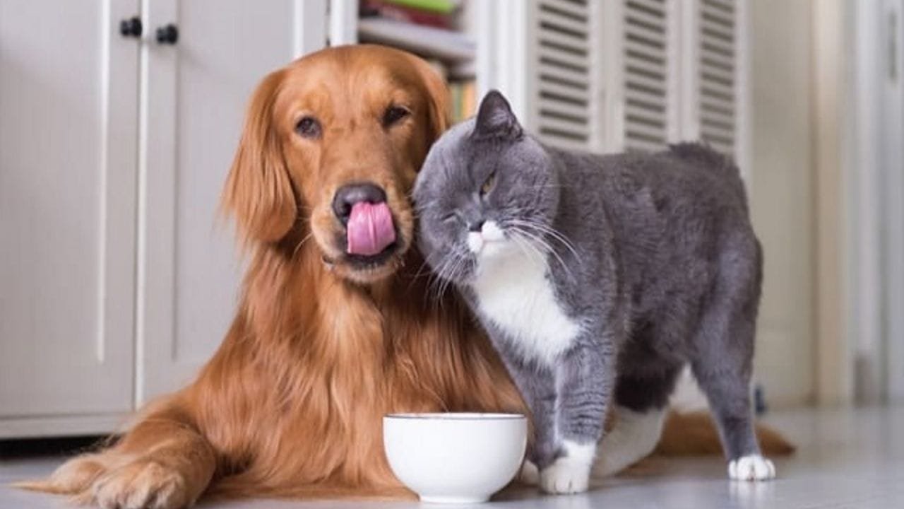 Alimentação pet,mitos e verdades,comida caseira para pets,doces proibidos,ração premium,quantidade de ração,Brazilian Pet Foods,Snow Flores,Dorie Zattoni,saúde animal,obesidade em pets,intoxicação alimentar,Ministério da Agricultura,nutrição balanceada,dieta natural
