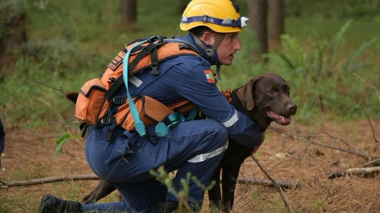binômio,cães de busca,certificações nacionais,busca e resgate,Sargento Matheus Premoli,Corpo de Bombeiros Militar,Santa Catarina,cães Bono,certificações operacionais,tragédias naturais,operações de salvamento,cães de resgate SC,cães de busca e resgate,investindo em cães,equipes de salvamento