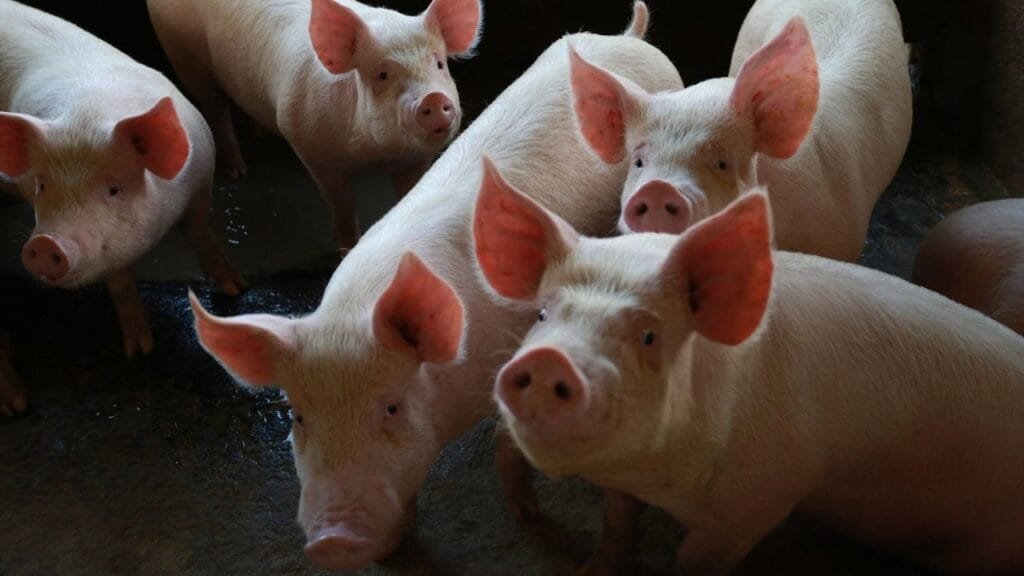 zona livre de peste suína,carne suína catarinense,suinocultura SC,vigilância sanitária,exportação de suínos,defesa agropecuária,CIDASC,status sanitário,OMSA,biosseguridade,febre em suínos,doenças em porcos,sinais da PSC,notificação obrigatória,agricultura SC