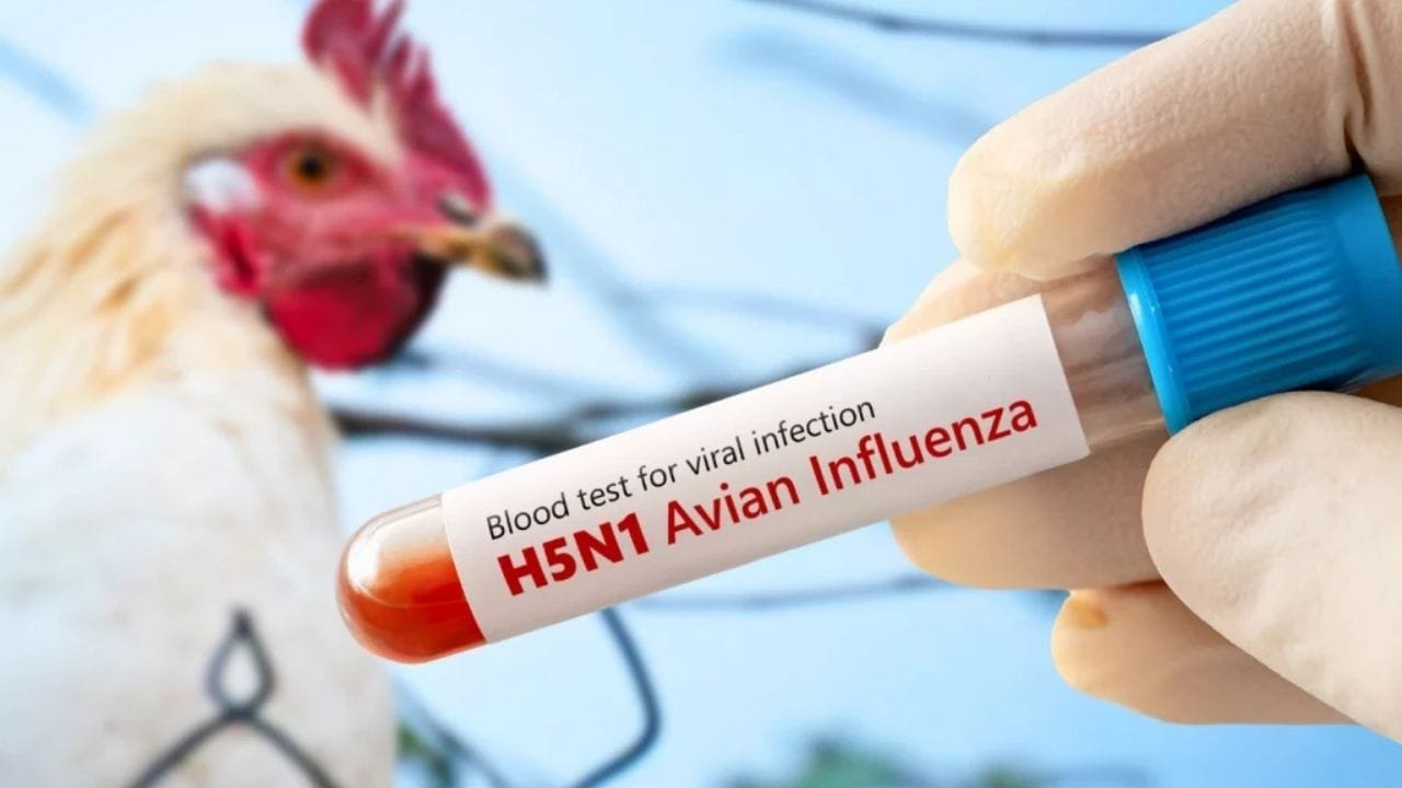 gripe aviária Goiás,H5N1 em aves,surto gripe aviária
