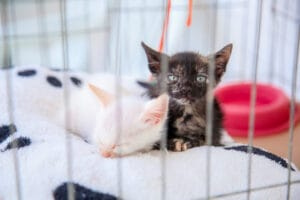 Campanha do Agasalho arrecada mais de 350 peças e amplia ação para ajudar animais resgatados