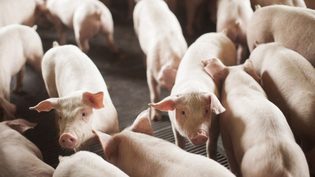 exportações SC 2025,carne suína recorde,agronegócio catarinense,frango SC,programa Estrada Boa