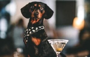 Faial Prime Suites Florianópolis,hotel mais procurado,turismo personalizado,Adriano Palma hotel,hotel pet friendly SC