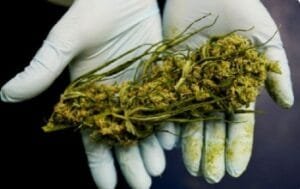 cannabis medicinal Florianópolis,cultivo cannabis autorizado justiça,habeas corpus cannabis SC,cannabis para TDAH e ansiedade
