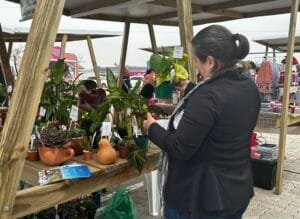 Feira Flores de Sal,Tijucas evento gratuito,feira de produtos locais,evento cultural Tijucas,feira artesanal SC