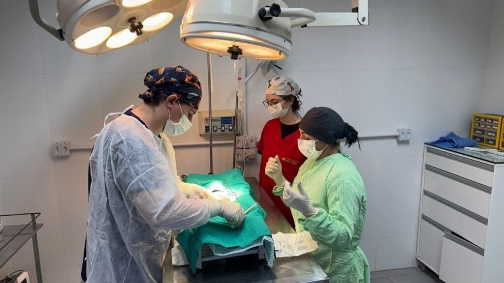 Penha credenciamento veterinário,bem-estar animal Penha,IMAP serviços veterinários