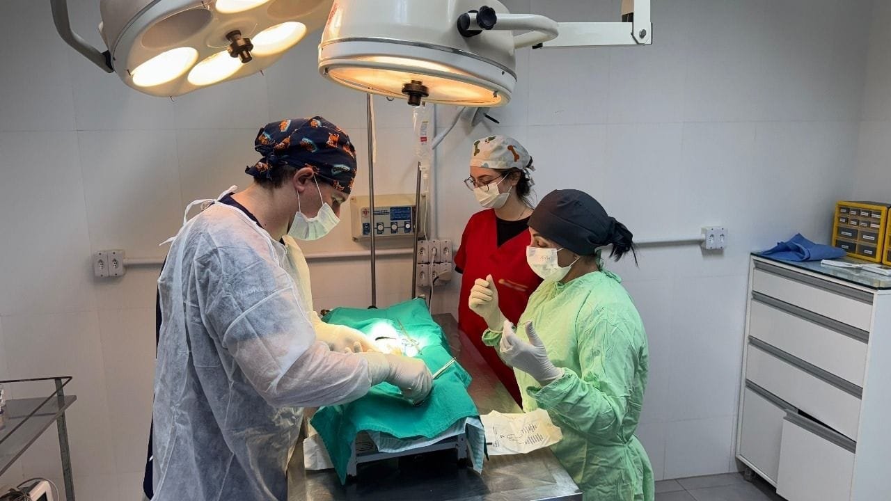 Penha credenciamento veterinário,bem-estar animal Penha,IMAP serviços veterinários