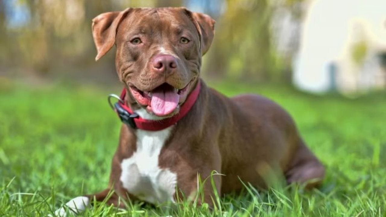 Fórum Catarinense de Proteção Animal,manejo de pitbulls,acolhimento de animais pós-desastres,Alesc,Santa Catarina