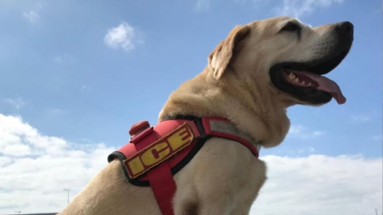 cão Ice Itajaí,monumento guarda-vidas,cão-herói bombeiros SC,homenagem Ice