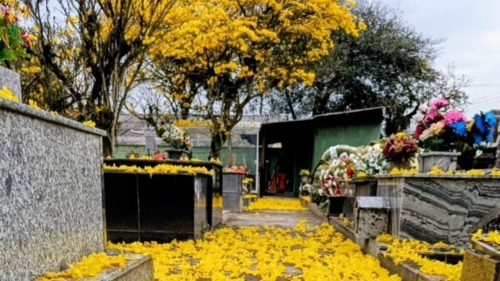 prevenção dengue Camboriú,ação Dia de Finados,vigilância sanitária SC,combate ao Aedes aegypti