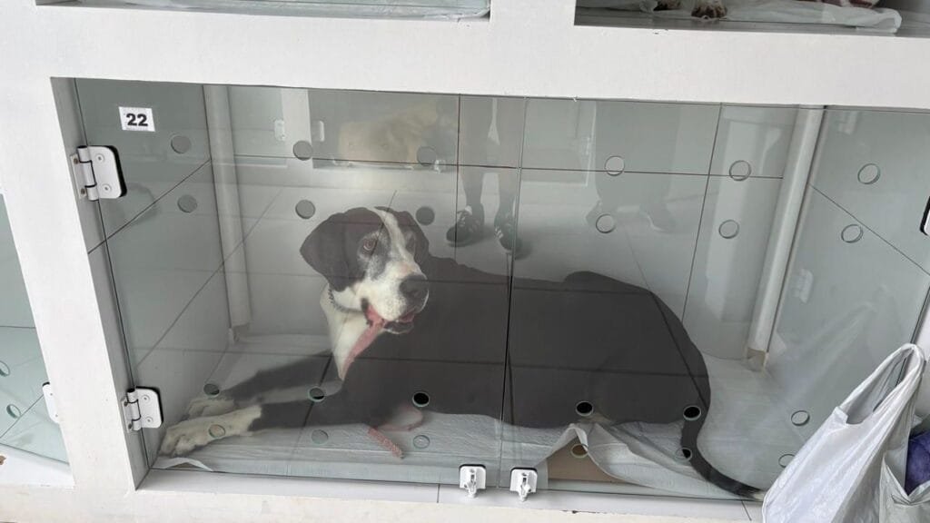 castração de animais Porto Belo,bem-estar animal,controle populacional animal,Prefeitura de Porto Belo