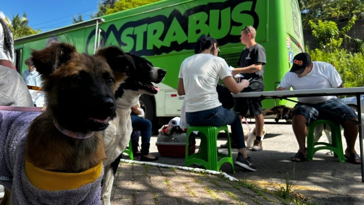 castração gratuita,Castra Pet Balneário Camboriú,mutirão de castração