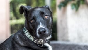 lei de proteção animal SC,cães comunitários Santa Catarina,gatos comunitários SC,bem-estar animal Santa Catarina,legislação animal Alesc,Marcius Machado PL,lei tração animal SC,veículos de tração animal proibidos,proteção de animais de rua,políticas públicas animais SC,Fundo Estadual de Proteção e Bem-Estar Animal,vacinação de animais comunitários,guarda responsável SC,leis sancionadas em Santa Catarina,direitos dos animais SC