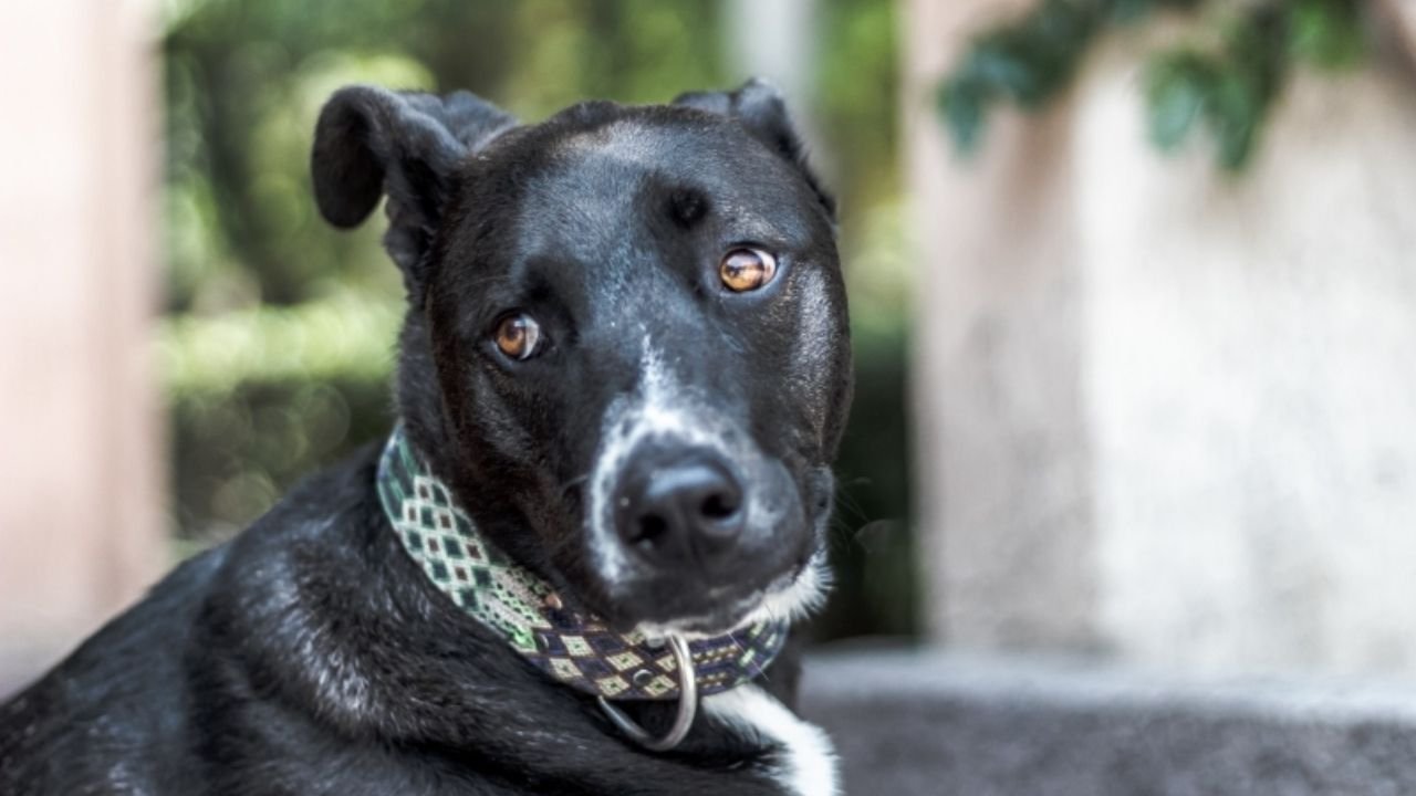 lei de proteção animal SC,cães comunitários Santa Catarina,gatos comunitários SC,bem-estar animal Santa Catarina,legislação animal Alesc,Marcius Machado PL,lei tração animal SC,veículos de tração animal proibidos,proteção de animais de rua,políticas públicas animais SC,Fundo Estadual de Proteção e Bem-Estar Animal,vacinação de animais comunitários,guarda responsável SC,leis sancionadas em Santa Catarina,direitos dos animais SC