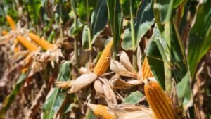 BRDE,agronegócio em Santa Catarina,crédito rural SC,financiamento do agronegócio,Banco Regional de Desenvolvimento do Extremo Sul,agricultura familiar,agroindústria catarinense,Meu Agro,Pronampe Desastres,Pronampe Leite,investimento rural,políticas de fomento,crédito para produtores rurais,desenvolvimento do campo,economia rural catarinense