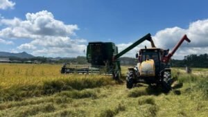 colheita do arroz em Itajaí,safra de arroz 2026 Itajaí,produtividade do arroz SC,arroz irrigado Itajaí,rizicultura em Itajaí,produção agrícola em Itajaí,zona rural de Itajaí,economia rural Santa Catarina,Epagri Itajaí,melhoramento genético do arroz,agricultores de Itajaí,Arraial dos Cunhas arroz,plantio de arroz SC,rendimento por hectare arroz,safra agrícola Itajaí 2026