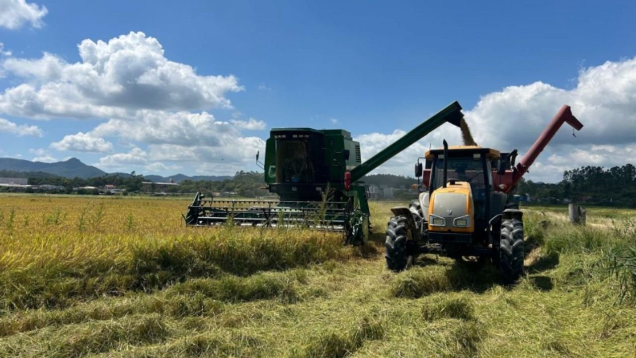 colheita do arroz em Itajaí,safra de arroz 2026 Itajaí,produtividade do arroz SC,arroz irrigado Itajaí,rizicultura em Itajaí,produção agrícola em Itajaí,zona rural de Itajaí,economia rural Santa Catarina,Epagri Itajaí,melhoramento genético do arroz,agricultores de Itajaí,Arraial dos Cunhas arroz,plantio de arroz SC,rendimento por hectare arroz,safra agrícola Itajaí 2026