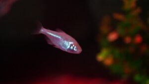 peixe-cego da caverna,Astyanax mexicanus tetra-cego,Oceanic Aquarium Balneário Camboriú,seleção natural exemplo,biologia evolutiva aquário,nova espécie no aquário SC,atração turística Balneário Camboriú,turismo científico Santa Catarina,peixe adaptado à caverna,evolução perda dos olhos,animais raros em aquários Brasil,passeio em Balneário Camboriú SC,promoção aquário Santa Catarina,Passaporte da Diversão desconto,educação ambiental aquário SC,espécies subterrâneas México