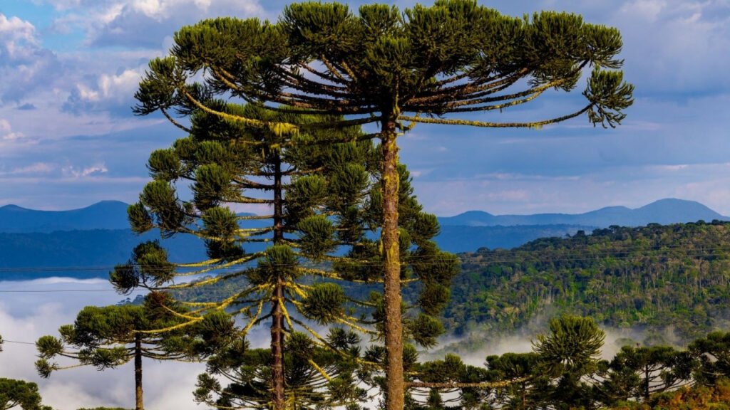 previsão do tempo Santa Catarina,frio Santa Catarina abril,chuva Santa Catarina hoje,temporais SC Defesa Civil,geada Santa Catarina previsão,clima Sul do Brasil,vento forte litoral SC,ressaca marítima Santa Catarina,chuva intensa Vale do Itajaí,alerta Defesa Civil SC,instabilidade clima SC,temperatura Santa Catarina semana,previsão meteorológica SC,risco de alagamentos SC,clima abril Santa Catarina