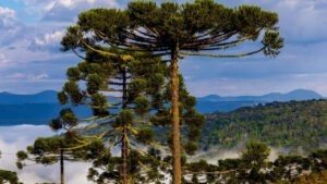 previsão do tempo Santa Catarina,frio Santa Catarina abril,chuva Santa Catarina hoje,temporais SC Defesa Civil,geada Santa Catarina previsão,clima Sul do Brasil,vento forte litoral SC,ressaca marítima Santa Catarina,chuva intensa Vale do Itajaí,alerta Defesa Civil SC,instabilidade clima SC,temperatura Santa Catarina semana,previsão meteorológica SC,risco de alagamentos SC,clima abril Santa Catarina