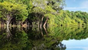 Concurso Dom Phillips Bruno Pereira,edital jornalismo Amazônia,defesa da Amazônia Brasil,jornalismo investigativo ambiental,proteção povos indígenas Brasil,SECOM PR edital comunicação,CIDH medidas cautelares 449-22,Dom Phillips Bruno Pereira Amazônia,meio ambiente políticas públicas Brasil,direitos humanos Amazônia,comunicação ambiental Brasil,incentivo jornalismo 2026,edital comunicação Brasil inscrições,proteção ambiental Amazônia projetos,organizações direitos humanos Brasil