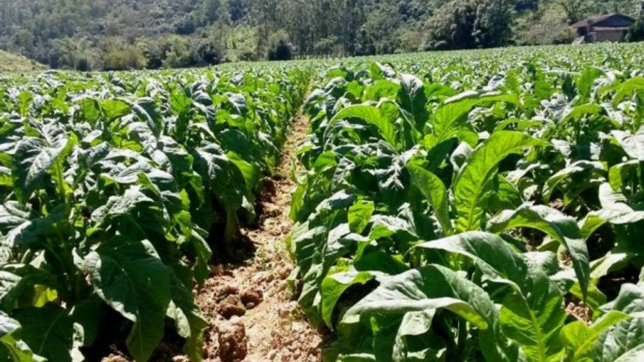 LDO 2027 Santa Catarina,orçamento SC 2027,Alesc LDO tramitação,planejamento orçamentário SC,Lei de Diretrizes Orçamentárias SC,LOA Santa Catarina 2027,emendas parlamentares SC regras,orçamento público Santa Catarina,Comissão de Finanças Alesc,saúde educação orçamento SC,gestão pública Santa Catarina,repasse duodécimos SC,Tribunal de Contas SC orçamento,Udesc orçamento SC,política econômica Santa Catarina