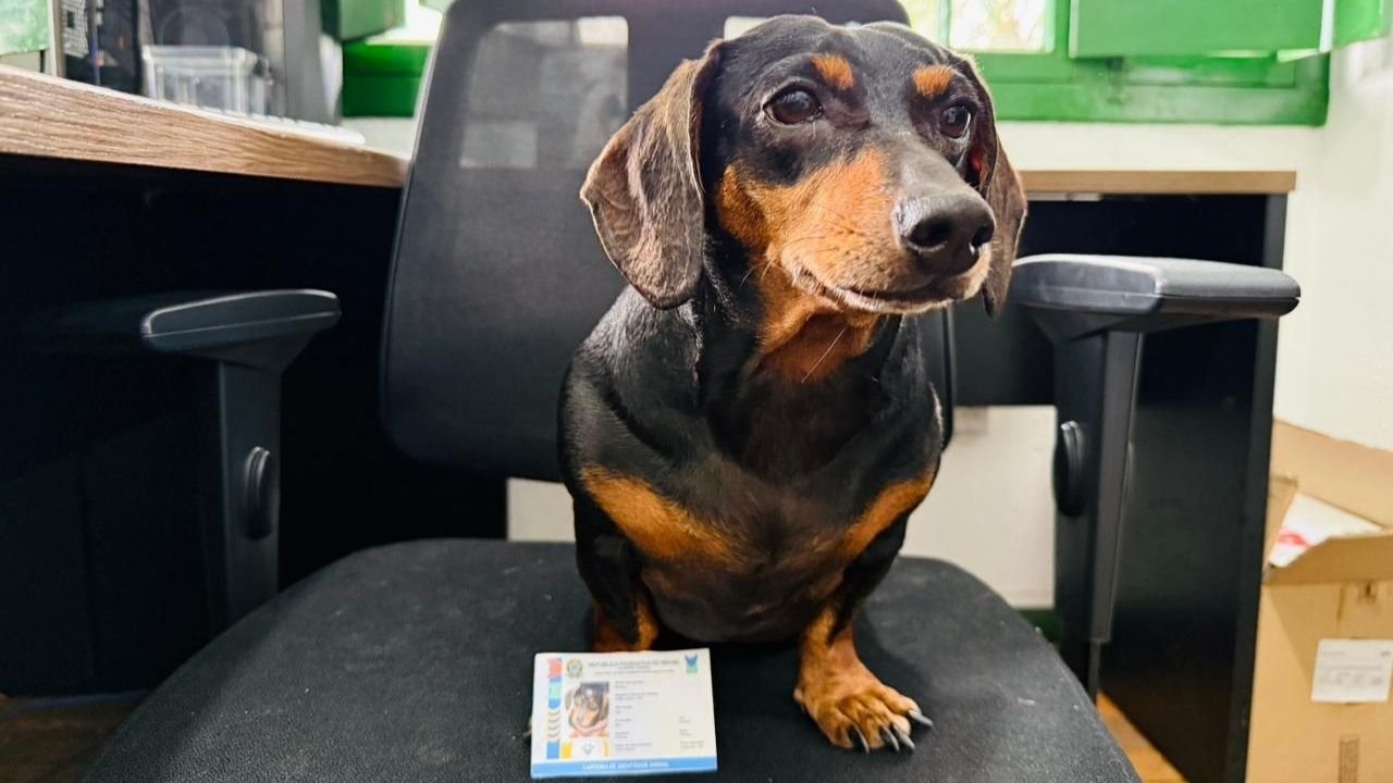 SinPatinhas cadastro Itapema,cadastro pet gratuito Brasil,identificação animal Itapema,Prefeitura de Itapema pets,RG Animal como fazer,bem-estar animal Santa Catarina,sistema nacional pets Brasil,cadastro cães gatos SC,localização pets perdidos Brasil,FAACI Itapema cadastro,plataforma SinPatinhas governo federal,identificação digital pet Brasil,políticas públicas animais SC,controle sanitário animais Brasil,QR Code coleira pet