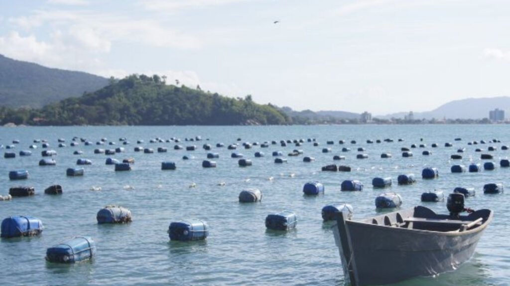 crédito emergencial maricultores SC,produção de ostras Santa Catarina,aquicultura SC financiamento,ostreicultura SC apoio governo,Pronampe Aquicultura SC,Epagri crédito produtores,perdas produção ostras SC,economia litoral catarinense,crédito rural Santa Catarina,pesca e aquicultura SC,apoio financeiro produtores ostras,financiamento aquicultura Brasil,política pública agronegócio SC,maricultura Santa Catarina,geração de renda litoral SC,programa aquicultura pesca SC