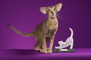 Gatarina Show,Gatarina Show Balneário Camboriú,evento felino Brasil,feira pet Santa Catarina,exposição de gatos Balneário Camboriú,campeonato beleza felina Brasil,ingressos Gatarina Show,evento pet SC,adoção responsável gatos,ONG Viva Bicho Balneário Camboriú,turismo eventos Balneário Camboriú,setor pet Brasil,exposição gatos SC,evento com gatos Brasil,programação Gatarina Show 2026