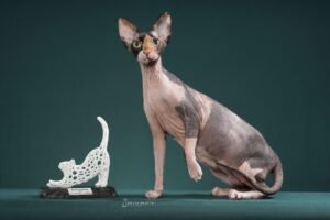 Gatarina Show,Gatarina Show Balneário Camboriú,evento felino Brasil,feira pet Santa Catarina,exposição de gatos Balneário Camboriú,campeonato beleza felina Brasil,ingressos Gatarina Show,evento pet SC,adoção responsável gatos,ONG Viva Bicho Balneário Camboriú,turismo eventos Balneário Camboriú,setor pet Brasil,exposição gatos SC,evento com gatos Brasil,programação Gatarina Show 2026