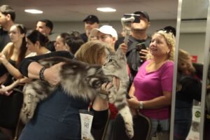 Gatarina Show,Gatarina Show Balneário Camboriú,evento felino Brasil,feira pet Santa Catarina,exposição de gatos Balneário Camboriú,campeonato beleza felina Brasil,ingressos Gatarina Show,evento pet SC,adoção responsável gatos,ONG Viva Bicho Balneário Camboriú,turismo eventos Balneário Camboriú,setor pet Brasil,exposição gatos SC,evento com gatos Brasil,programação Gatarina Show 2026